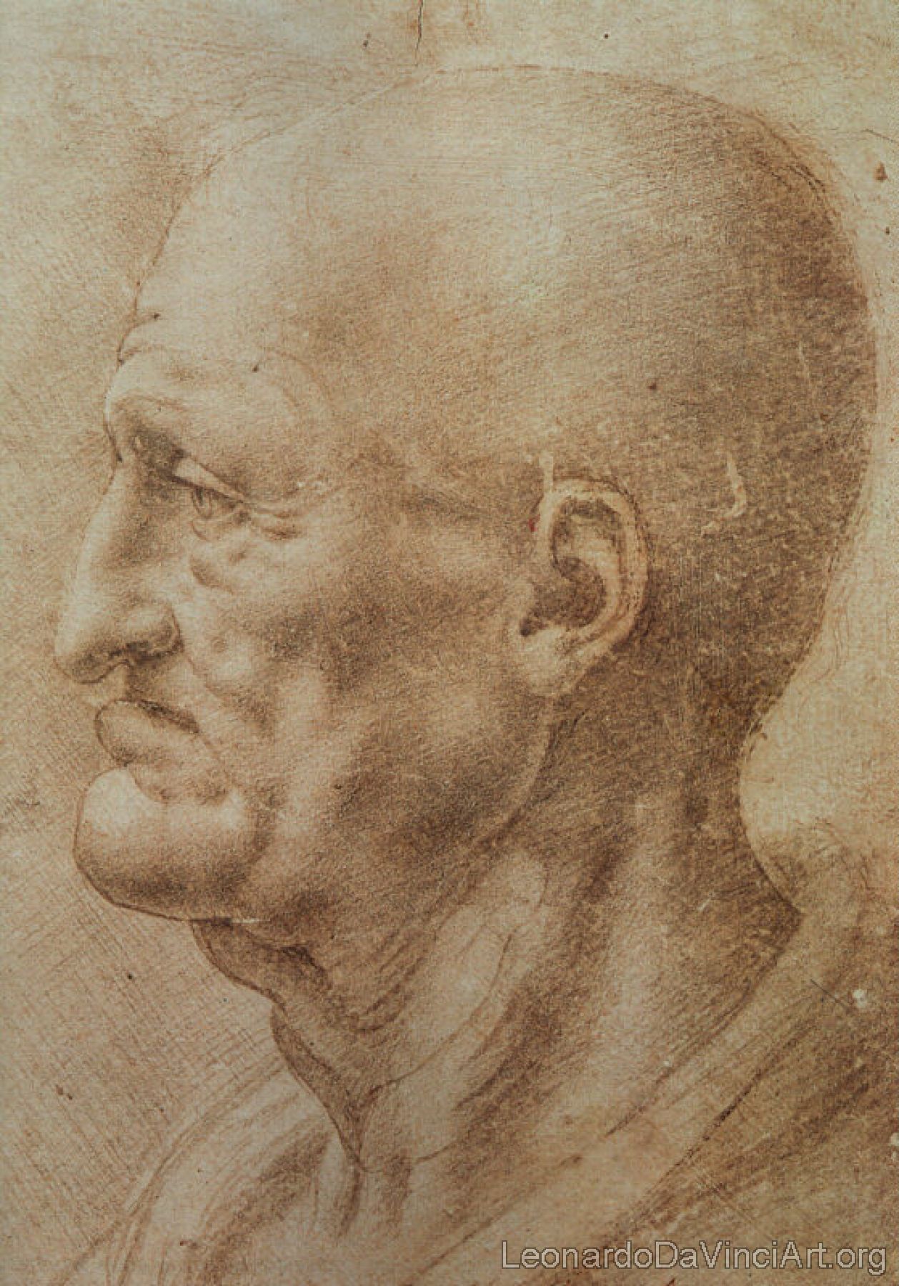 Study of an Old Man's Profile